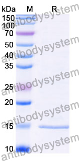 Anti-Clostridioides difficile Toxin B/tcdB Nanobody (SAA1173)