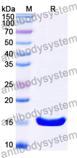 Anti-Clostridioides difficile Toxin B/tcdB Nanobody (SAA1083)