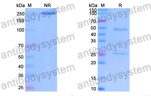 Anti-Bacillus anthracis PAD2 Antibody (F20G75)