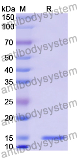 Anti-Bacillus anthracis PAD4 Nanobody (VHH10)