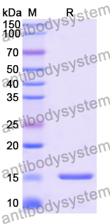 Anti-Escherichia coli Shiga toxin 2 subunit B/stx2eB Nanobody (SAA2043)