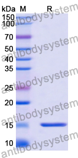 Anti-Escherichia coli Shiga toxin 2 subunit B/stx2eB Nanobody (SAA2044)