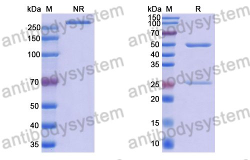 Anti-Escherichia coli O157:H7 shiga toxin type 1 B/stx1B Antibody (5-5B)