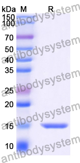 Anti-Clostridium botulinum botA/BOTOX Nanobody (SAA1450)