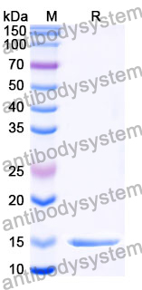 Anti-Clostridium botulinum botA/BOTOX Nanobody (SAA0930)