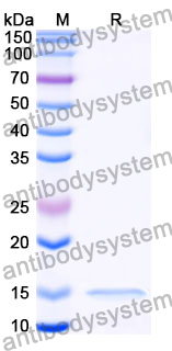 Anti-Clostridium botulinum botA/BOTOX Nanobody (SAA0932)