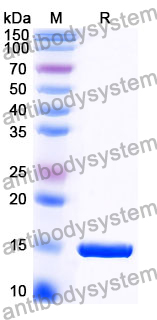 Anti-Escherichia coli trxA/Thioredoxin Nanobody (SAA1139)