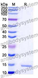 Anti-Staphylococcus aureus entB/SEB Nanobody (SAA1238)