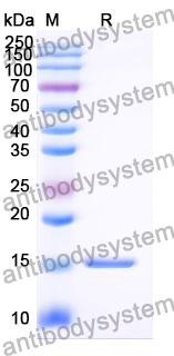 Anti-Vibrio cholerae ctxB/Cholera Toxin Subunit B Nanobody (A9)