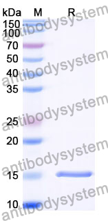 Anti-Vibrio cholerae serotype O1 ctxB/Cholera Toxin Subunit B Nanobody (SAA1345)