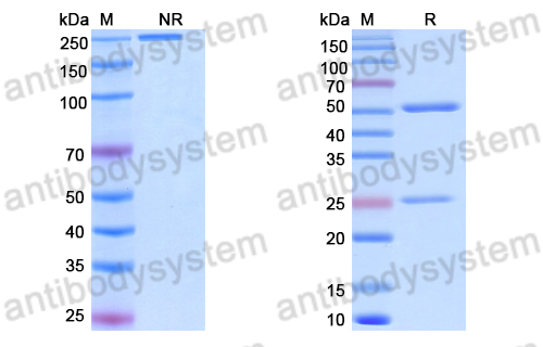 Anti-E.coli rpoC/RNA polymerase subunit beta Antibody (SAA0350)