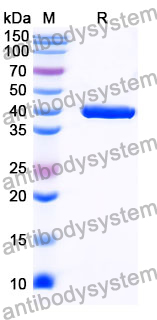 Anti-Listeria monocytogenes serovar 1/2a InlB/Internalin B Antibody (SAA0363)