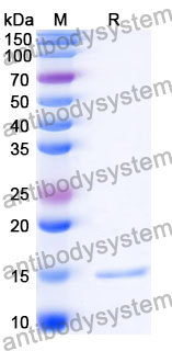 Anti-Listeria monocytogenes serotype 1/2a InlB/Internalin B Nanobody (SAA0997)