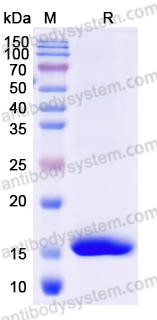 Anti-Mal f 1/Allergen Pit o 1 Nanobody (SAA0639)