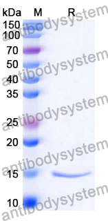 Anti-Pityrosporum furfur Mal f 1/Allergen Pit o 1 Nanobody (SAA1212)