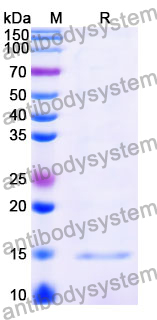 Anti-Clostridium tetani tetX/Tetanus toxin Nanobody (SAA1236)