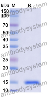 Anti-Vibrio cholerae higB-2 Nanobody (SAA0850)