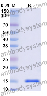 Anti-Vibrio cholerae higB-2 Nanobody (SAA0851)