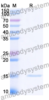 Anti-Vibrio cholerae higB-2 Nanobody (SAA0852)