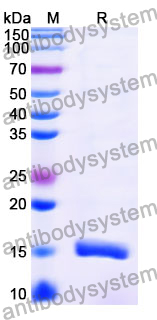 Anti-Vibrio cholerae serotype O1 higB-2 Nanobody (SAA1029)