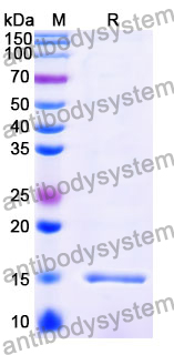 Anti-Vibrio cholerae serotype O1 higB-2 Nanobody (SAA1035)