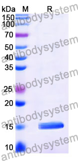 Anti-Vibrio cholerae serotype O1 higB-2 Nanobody (SAA1174)