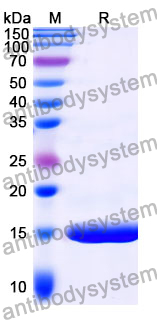 Anti-Clostridium botulinum BoNT/B Nanobody (SAA0977)