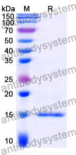 Anti-Clostridium botulinum BoNT/B Nanobody (SAA0938)