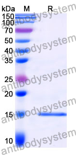 Anti-Clostridium botulinum BoNT/B Nanobody (SAA0939)