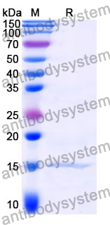 Anti-Clostridium botulinum BoNT/B Nanobody (SAA0941)