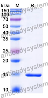 Anti-E.coli lexA/LexA repressor Nanobody (SAA1458)