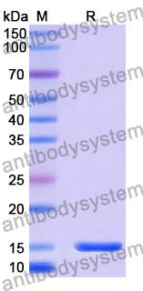 Anti-Alternaria species Tenuazonic acid Nanobody (3A10)