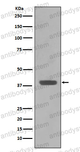 Anti-MBP Antibody (R1A74)