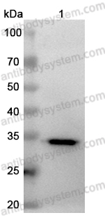 Anti-mCherry-plus® Tag Antibody (SAA0406)