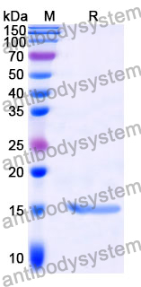 Anti-GCN4 Nanobody (SAA1016)