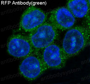Anti-RFP/Red fluorescent protein Antibody (R1A04)