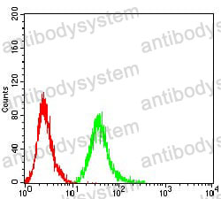 Anti-Toxoplasma gondii rhoptry ROP1 Antibody (R4D82)