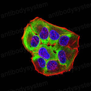 Anti-Toxoplasma gondii rhoptry ROP1 Antibody (R4D83)