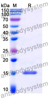 Anti-Castor bean Ricin Nanobody (SAA0874)