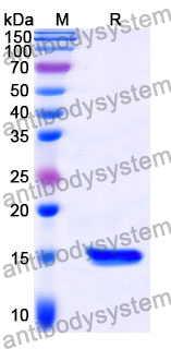 Anti-Castor bean Ricin Nanobody (SAA0878)