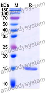 Anti-Castor bean Ricin Nanobody (SAA0983)