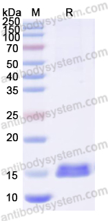 Anti-Castor bean Ricin Nanobody (SAA0999)