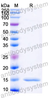 Anti-Castor bean Ricin Nanobody (SAA1000)