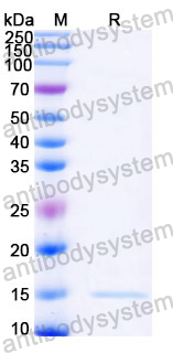 Anti-Castor bean Ricin Nanobody (SAA1001)