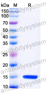 Anti-Castor bean Ricin Nanobody (SAA1002)