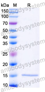 Anti-Castor bean Ricin Nanobody (SAA1088)