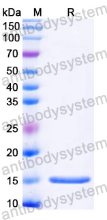 Anti-Castor bean Ricin Nanobody (SAA1097)