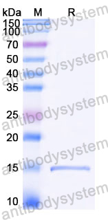 Anti-Castor bean Ricin Nanobody (SAA1119)