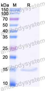 Anti-Castor bean Ricin Nanobody (SAA1138)