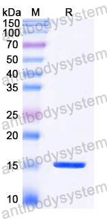 Anti-Castor bean Ricin Nanobody (SAA1142)